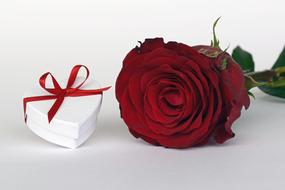 red rose and a gift in a white box