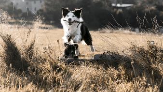 Jumping Dog Bordercollie grass