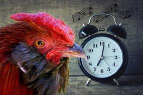 photo of the head of a rooster and an alarm clock