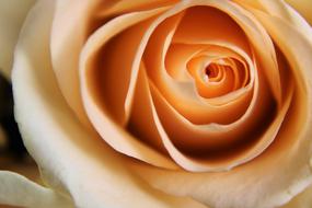 Rose Pale Orange drawing