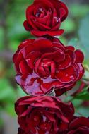 amazingly beautiful Red Rose dry