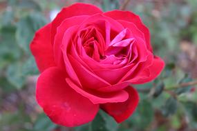 ravishing Rose Red Flower