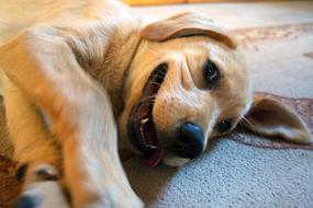 Dog Animal Happy play