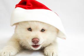 white cute Puppy Dog in white and red Santa hat