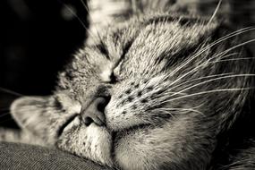 ravishing Cat Animal