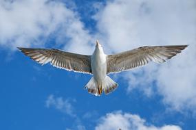 Seagull Bird Wing sky