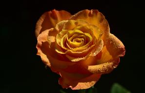 Rose Orange black background