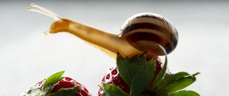 macro photo of a snail on a ripe strawberry