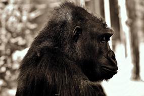 monochrome photo profile of a black gorilla