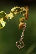 green Fern Unroll Key