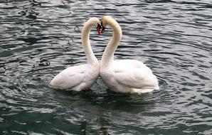 photo of two swans in love on the lake
