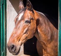 amazingly beautiful Horse Stall Head