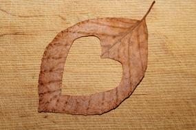 carved heart in autumn leaf