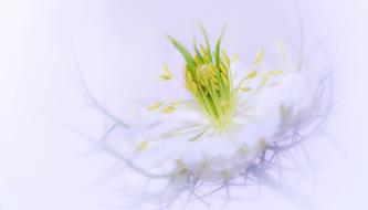 center of Flower, macro, Nigella Damascena