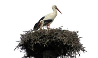 Isolated White Stork bird