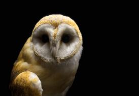 Owl Barn white orange