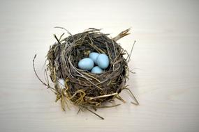 four blue eggs in Birdâs Nest