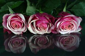 amazing pink Roses Flowers