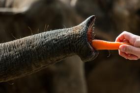 Elephant Proboscis