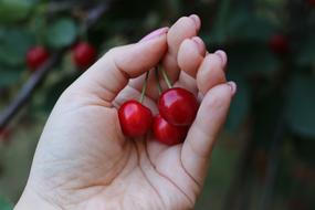 Fruit Cherry hand