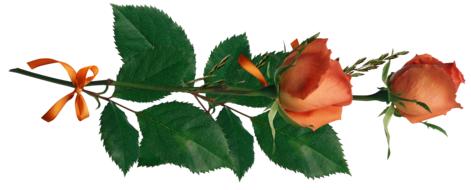 two orange roses, floral decoration