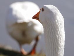 Goose Bird Domestic