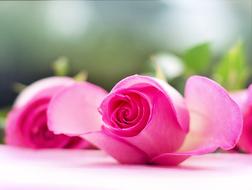 goodly Pink Roses Flowers