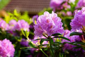 blooming purple rhododendron