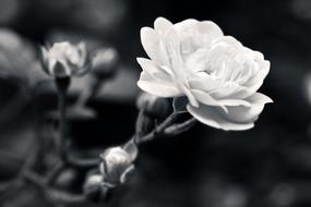 amazing Rose Flower black white
