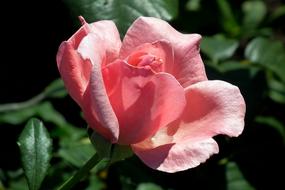 beautiful tender rose in the garden