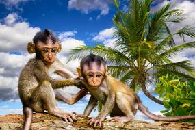 drawing of monkeys in the wild in computer graphics
