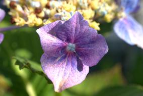 macro photo of purple hydrangea buds