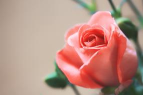 coral red Rose, Flower close up