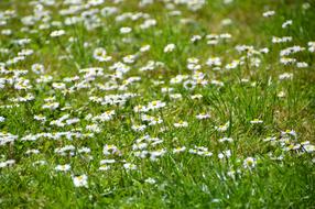 Daisies on the green meadow