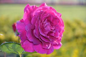 fluffy purple Flower of Rose outdoor