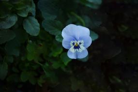 small blue Flower