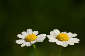 White Small flowers
