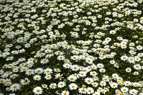 Daisies Flower field