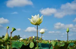 Lotus white Plant