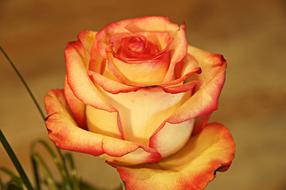 amazing Rose Love orange