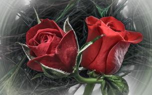 two red Roses, digital art