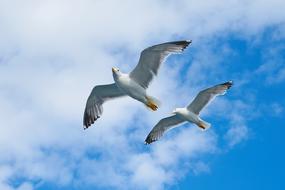 two Seagull Bird sky