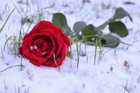 Red Rose In Snow grass