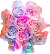 rainbow bouquet of roses on a white background