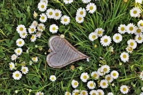 photo of a wooden heart on a camomile field