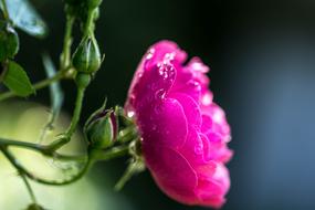 amazingly beautiful Summer Rose August