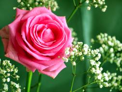 Flower Pink white Nature