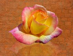 yellow-white rose on a brick wall background