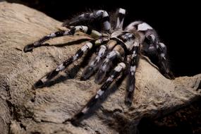 black and white tarantula on a stone at dark background