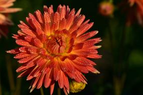 orange dahlia flower in summer day